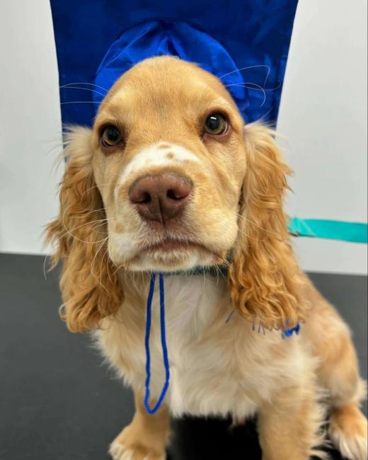 Fur life Yarrawonga veterinary clinic 4